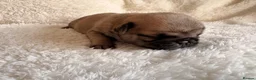 Pug dogs for sale: 🐾 Stunning Pug puppies 🐾 in Wigan - Advert 32