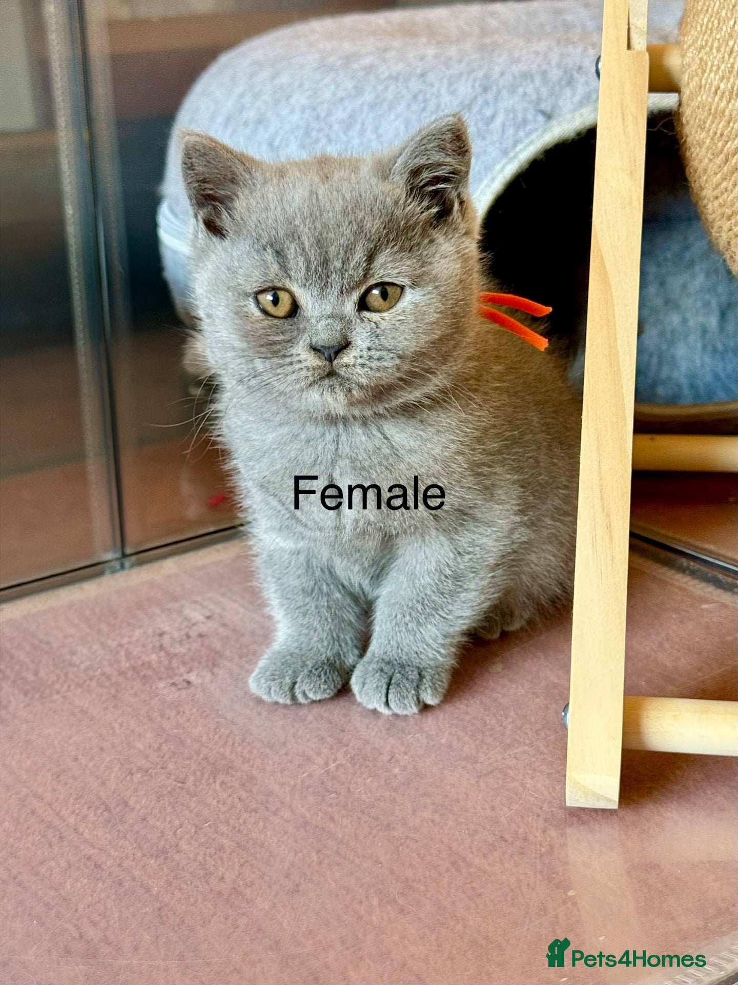 British Shorthair cats for sale: British Shorthair kittens open for reservations  - Advert 16