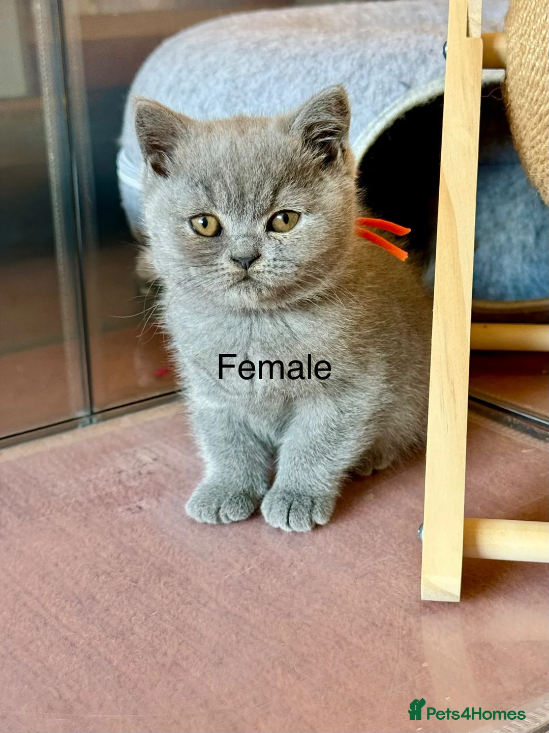 British Shorthair cats for sale: British Shorthair kittens open for reservations  - Advert 1
