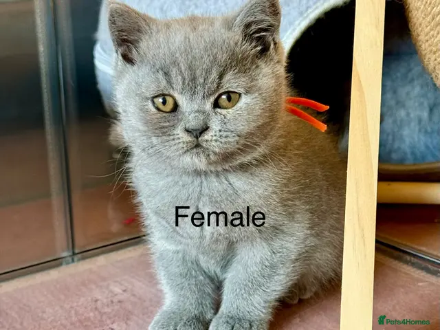 British Shorthair cats for sale: British Shorthair kittens open for reservations - Advert 16