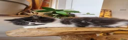 Exotic cats for sale: Persian exotic kittens ready now! - Advert 7