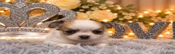 Chihuahua dogs for sale: Exclusive KC reg long coat Chihuahua boys  - Advert 2