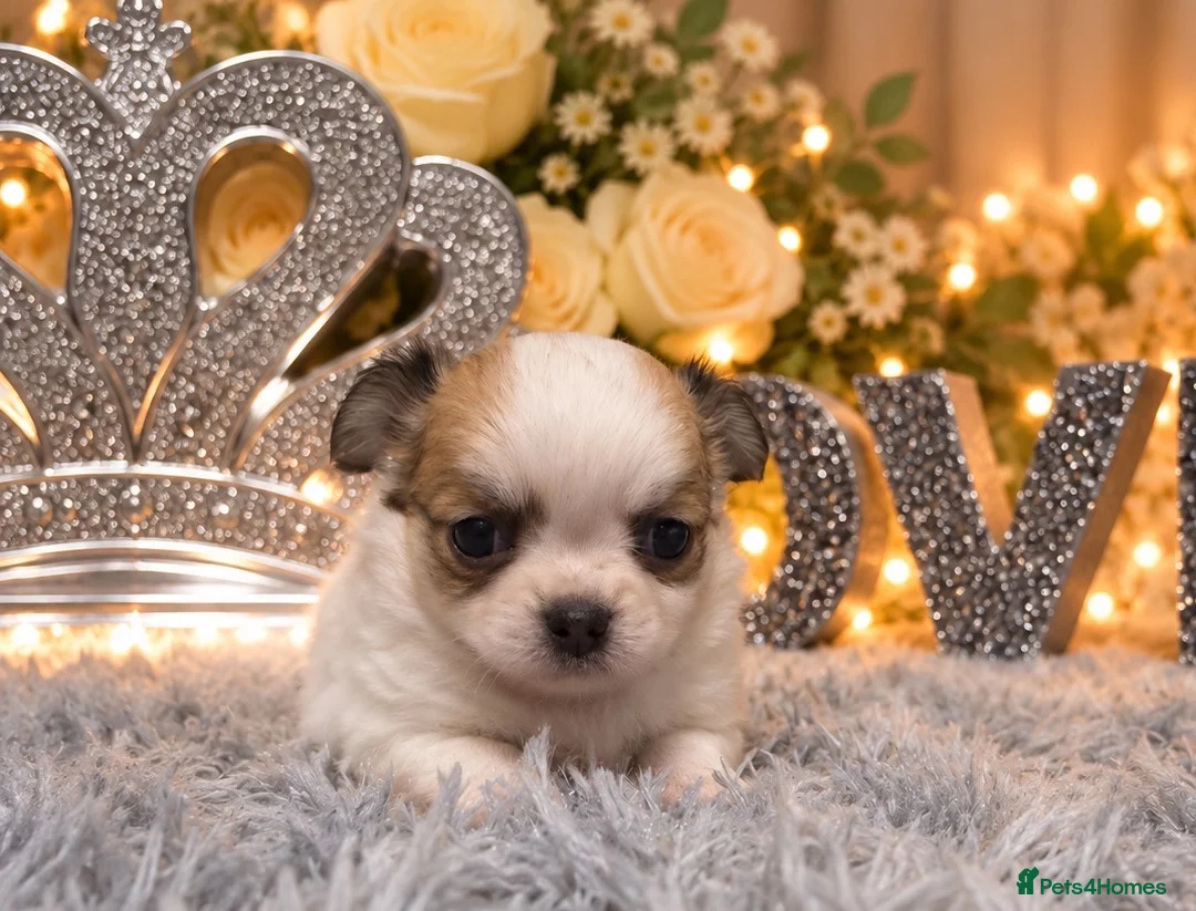 Chihuahua dogs for sale: Exclusive KC reg long coat Chihuahua boys  - Advert 2