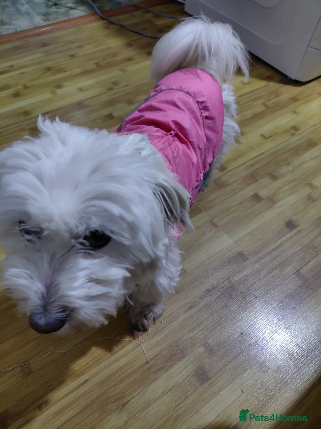 Bichon Frise dogs for adoption: 🐾NINA - a Tiny Survivor Who Wants to Be Loved🤍🐾 in Nottingham - Advert 23