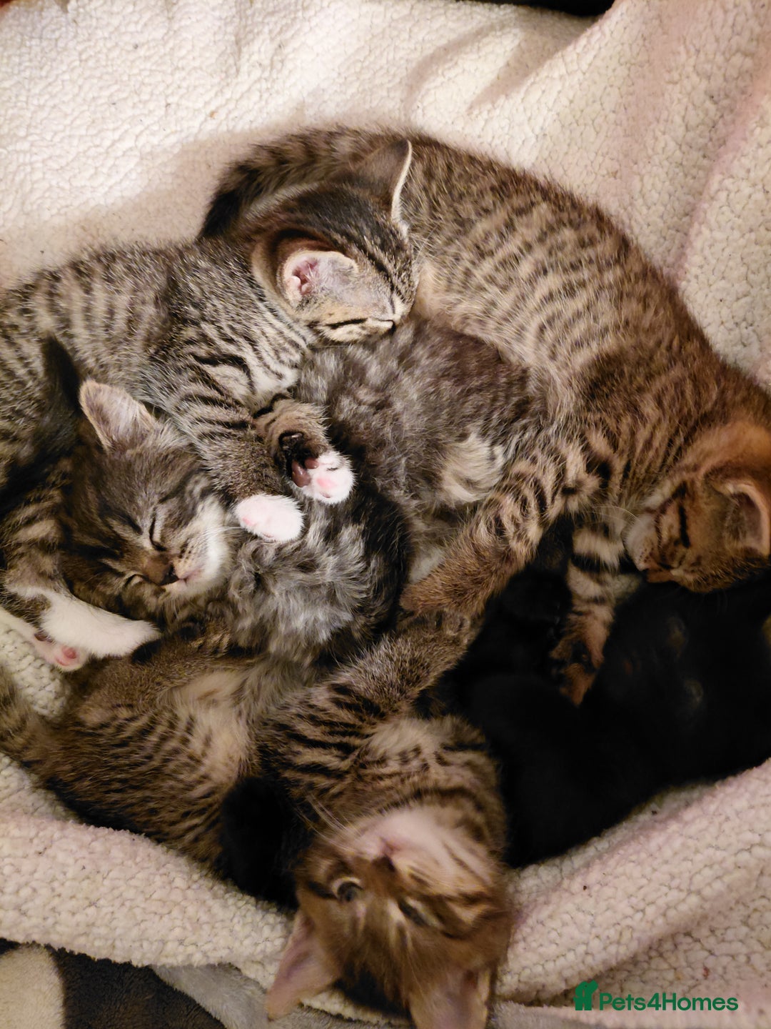 Maine Coon cats for sale: Fluffy shiny half maine coon - Image 7