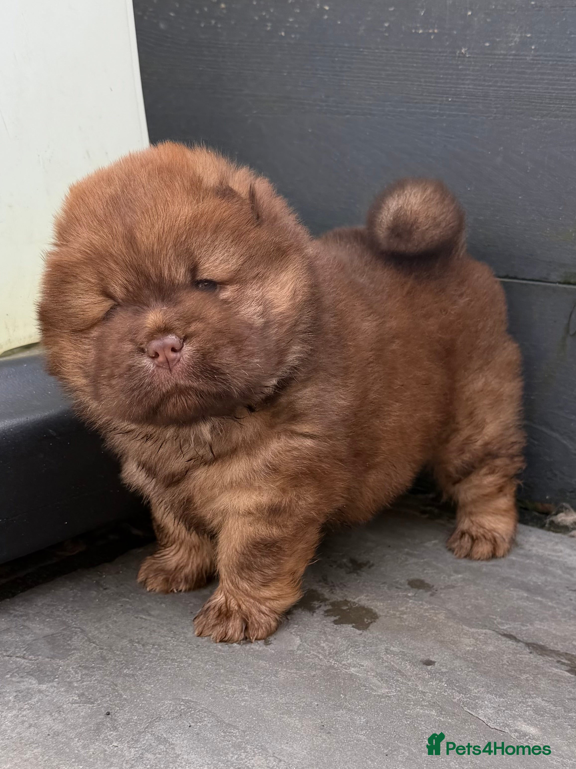 Chow Chow dogs 🐻 Exceptional KC Registered Chow Chows 🐻 - Advert 5