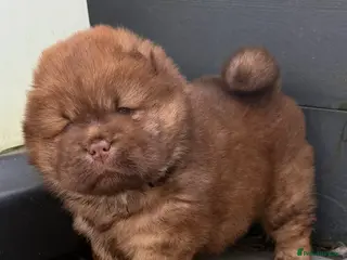 Chow Chow dogs 🐻 Exceptional KC Registered Chow Chows 🐻 - Advert 5
