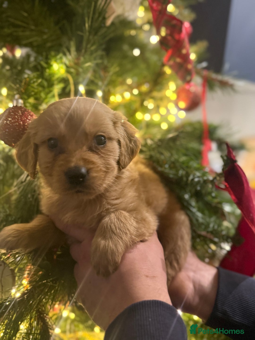 Goldador dogs for sale: Gorgeous Goldador puppies ready to go 22nd  - Advert 7