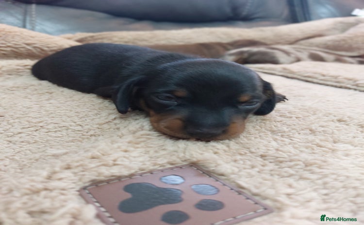 Miniature Dachshund dogs - Advert 3
