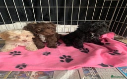 Cockapoo dogs for sale: Cockapoo puppies ready now - Image 8