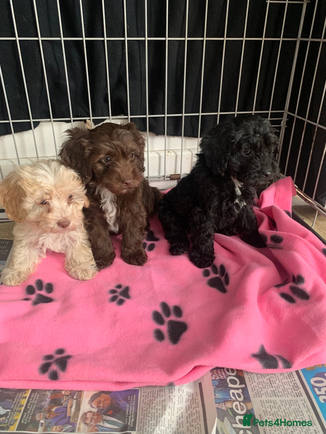 Cockapoo dogs for sale: Cockapoo puppies ready now - Image 8