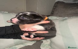 Mixed Breed dogs for sale: Olde English Bulldogge/Staffy bull Collie mix - Image 36