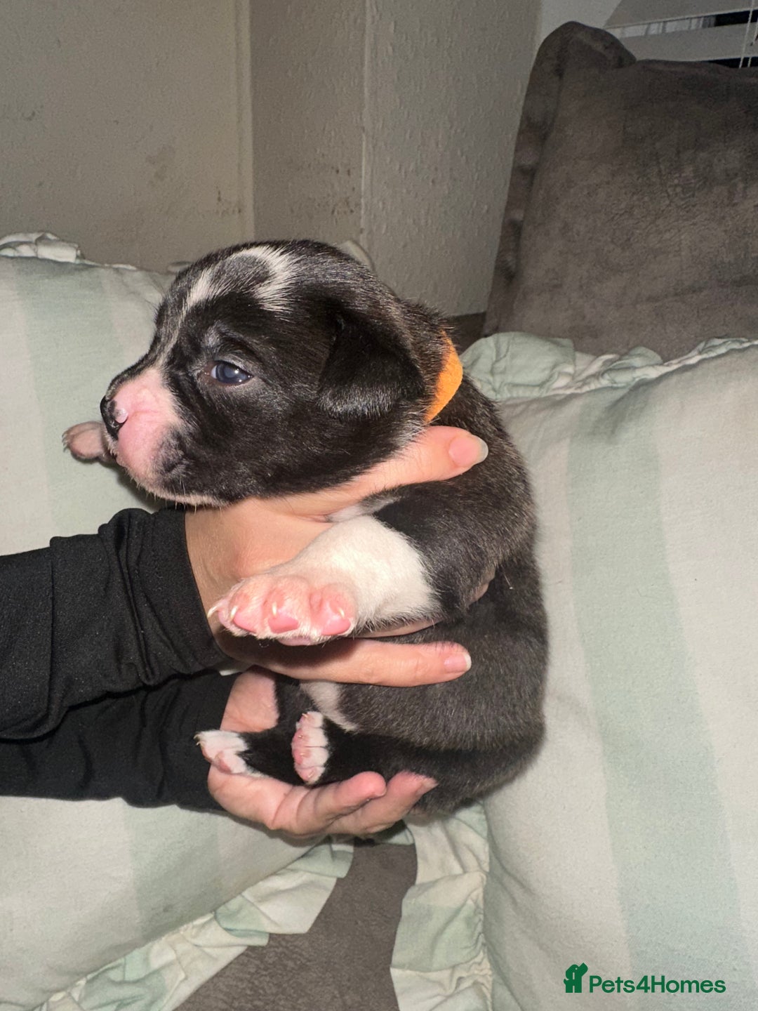 Mixed Breed dogs for sale: Olde English Bulldogge/Staffy bull Collie mix - Image 36