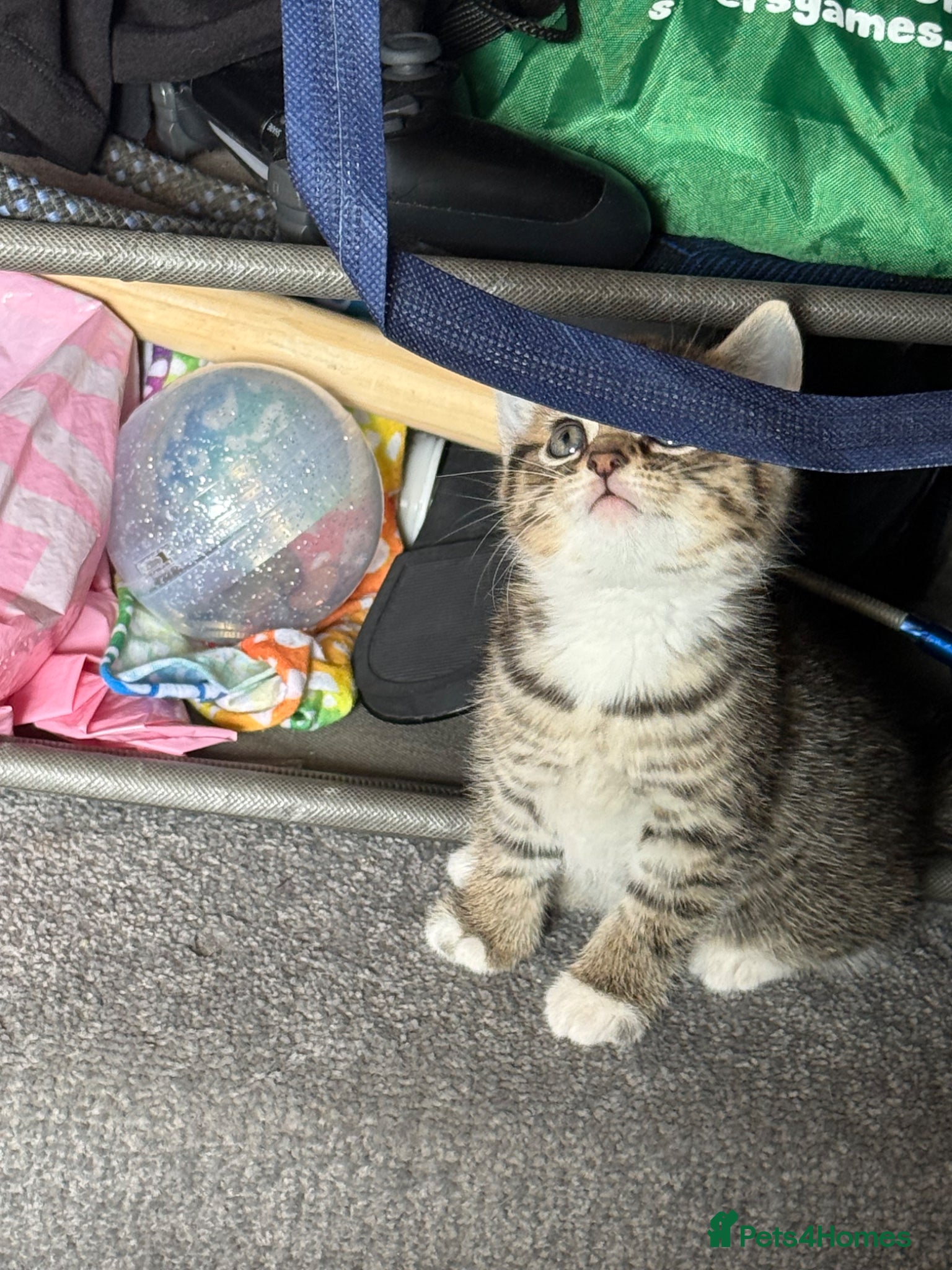 Mixed Breed cats for sale: Two beautiful female tabby kitten  - Advert 10
