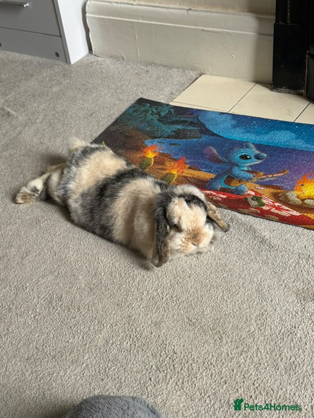 Mini Lop rabbits for sale: Female rabbit free to a good home  - Image 1