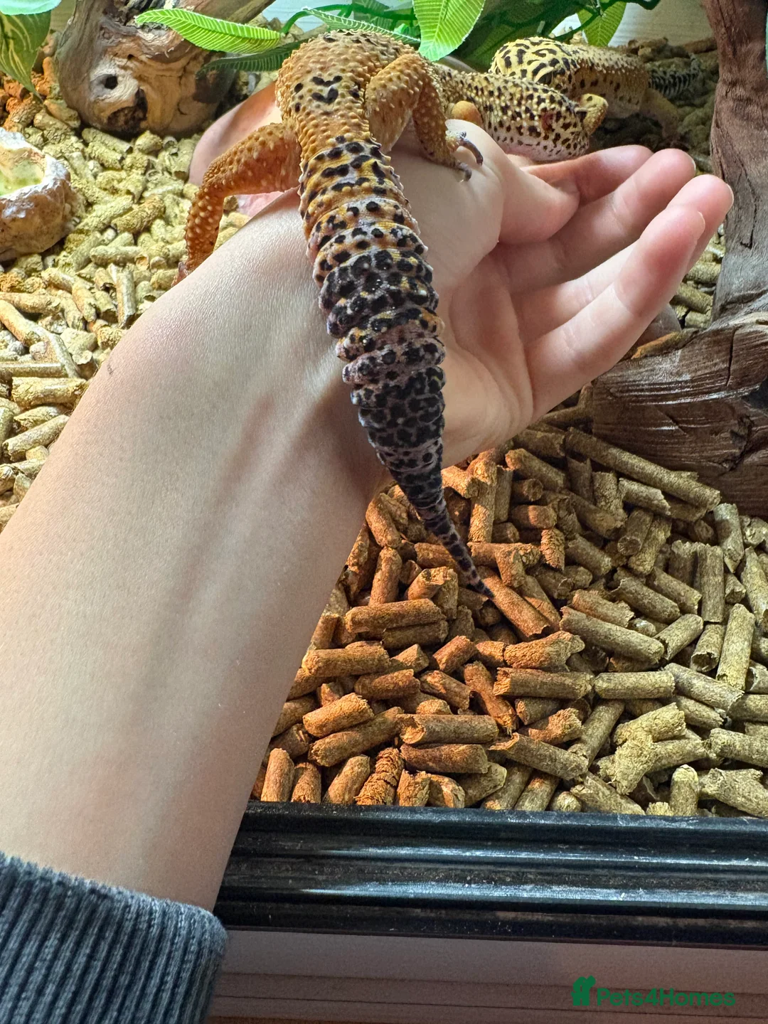 Leopard Gecko reptiles for sale: Female leopard gecko  - Advert 4