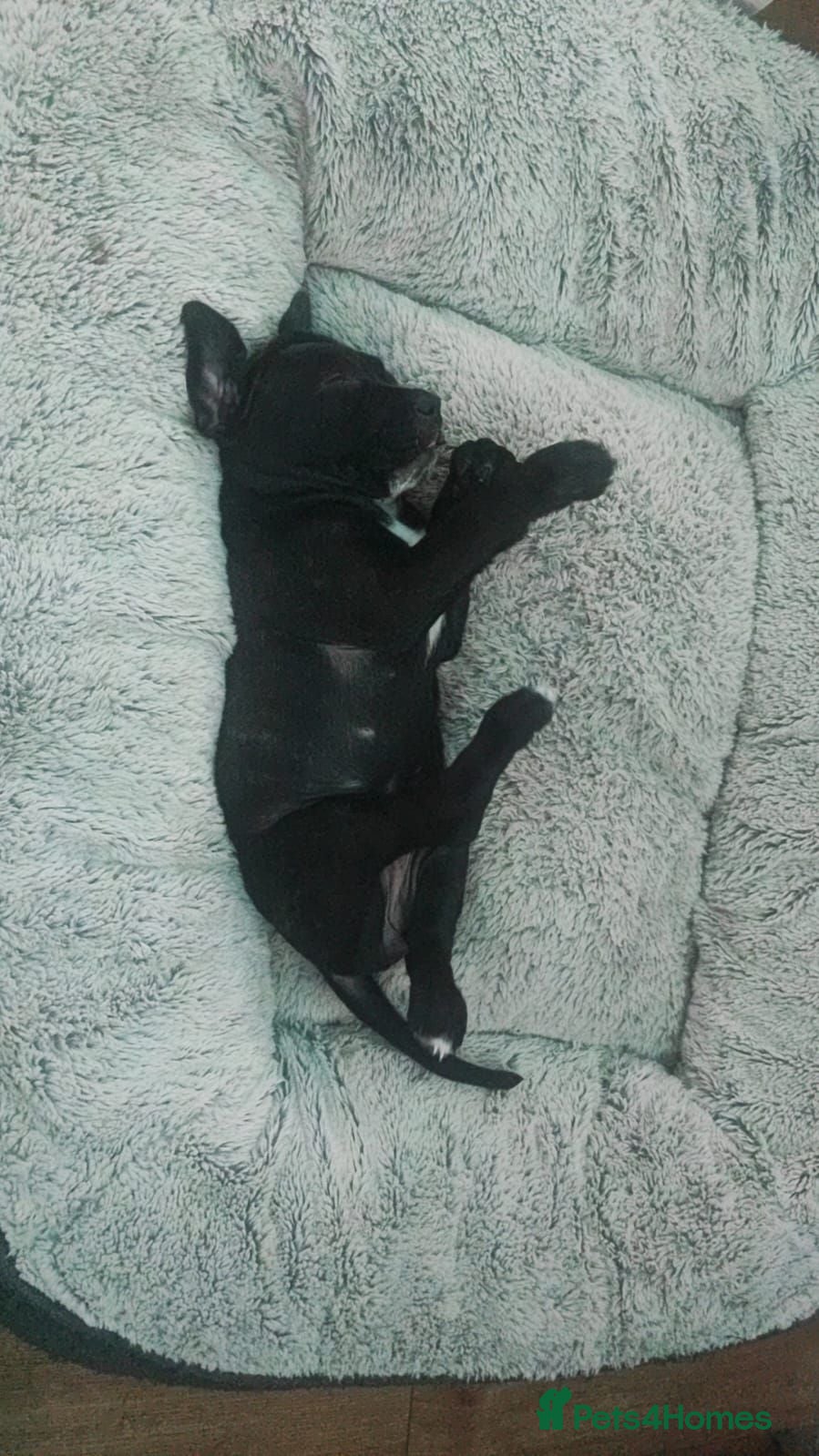 Mixed Breed dogs Cane Corso - Advert 1