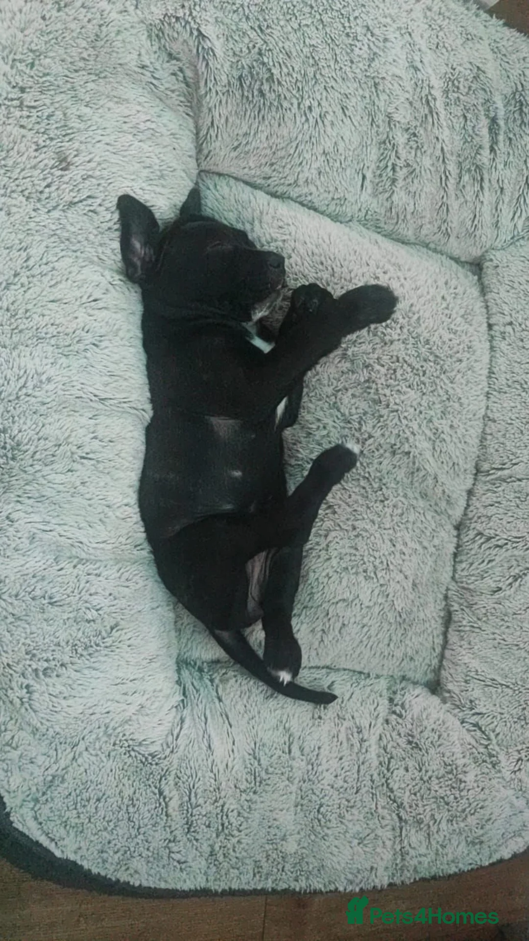 Mixed Breed dogs for sale: Cane Corso in London - Advert 1