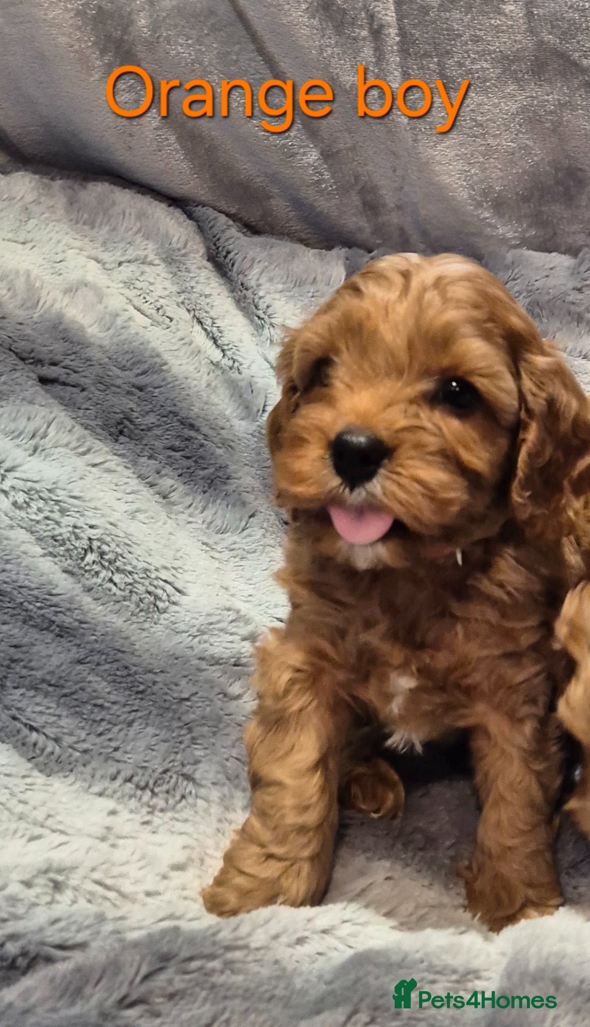 Cavapoo dogs Beautiful F1 Cavapoo puppies - Advert 4