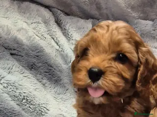 Cavapoo dogs Beautiful F1 Cavapoo puppies - Advert 4