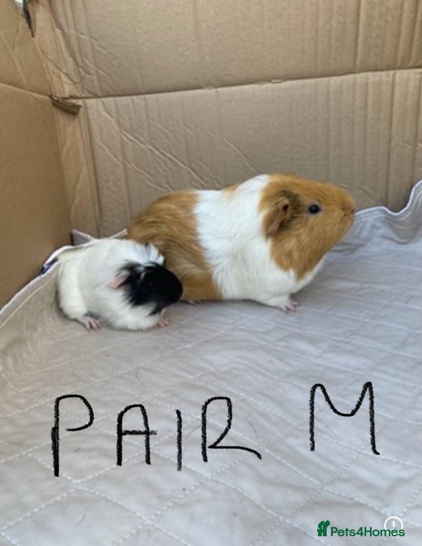 Guinea Pig rodents Male Guineapigs - Advert 1