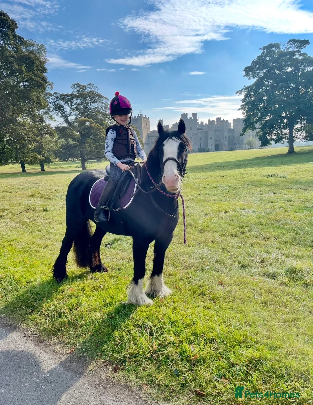 Riding pony horses for sale: 12 yr old cob mare. Perfect happy hacker/lead rein - Advert 1