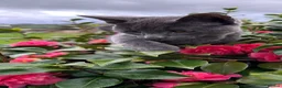 Russian Blue cats for sale: Gorgeous Russian Blue babies  - Advert 5