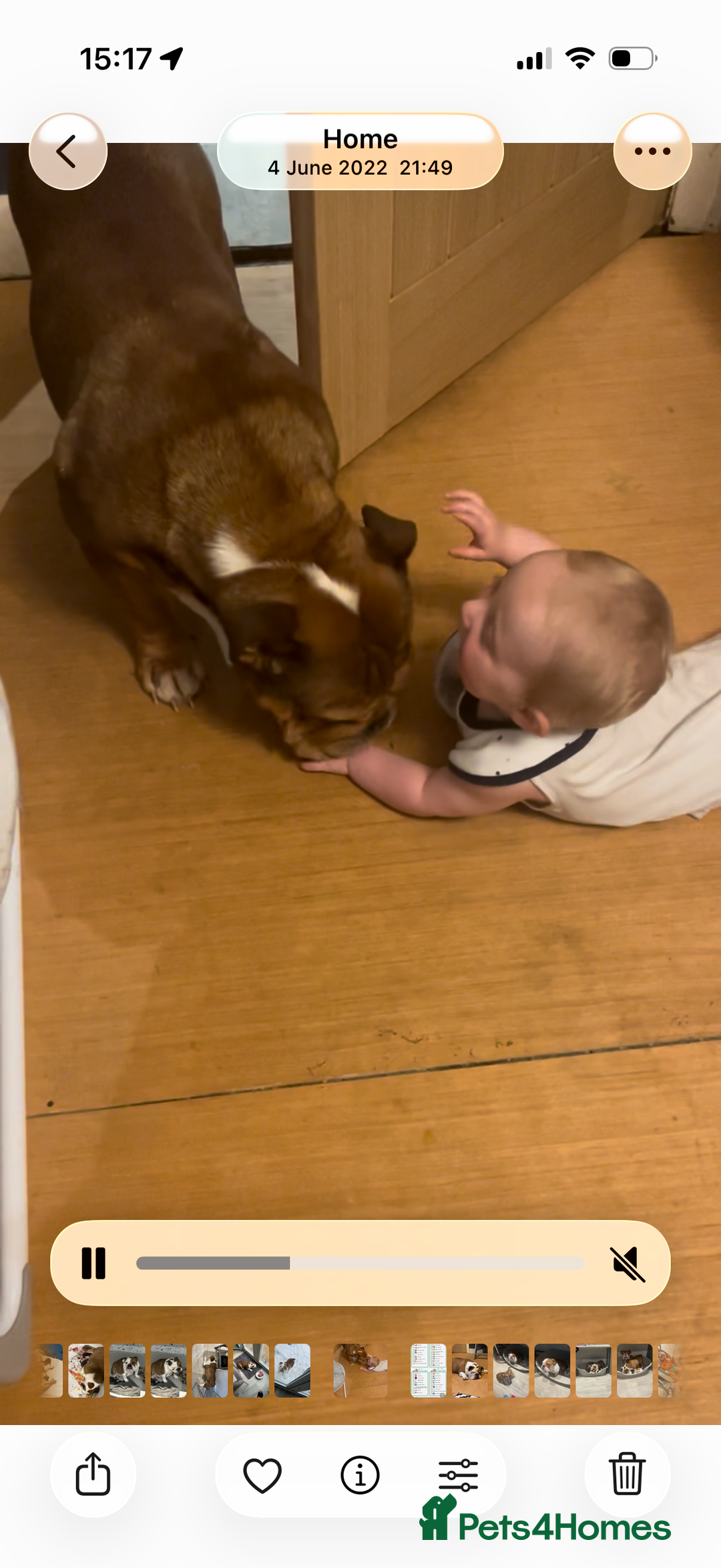 English Bulldog dogs for sale: English bulldog - Advert 3