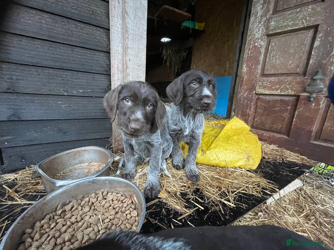 Mixed Breed dogs for sale: German pointer griffen pointer cross - Advert 15
