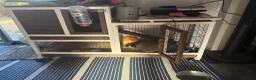 Mixed Breed rabbits for sale: Stanley bun-buns  in Doncaster - Advert 3