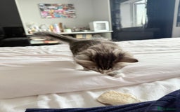 Ragdoll cats for sale: Ragdoll and Russian blue mix  - Image 17