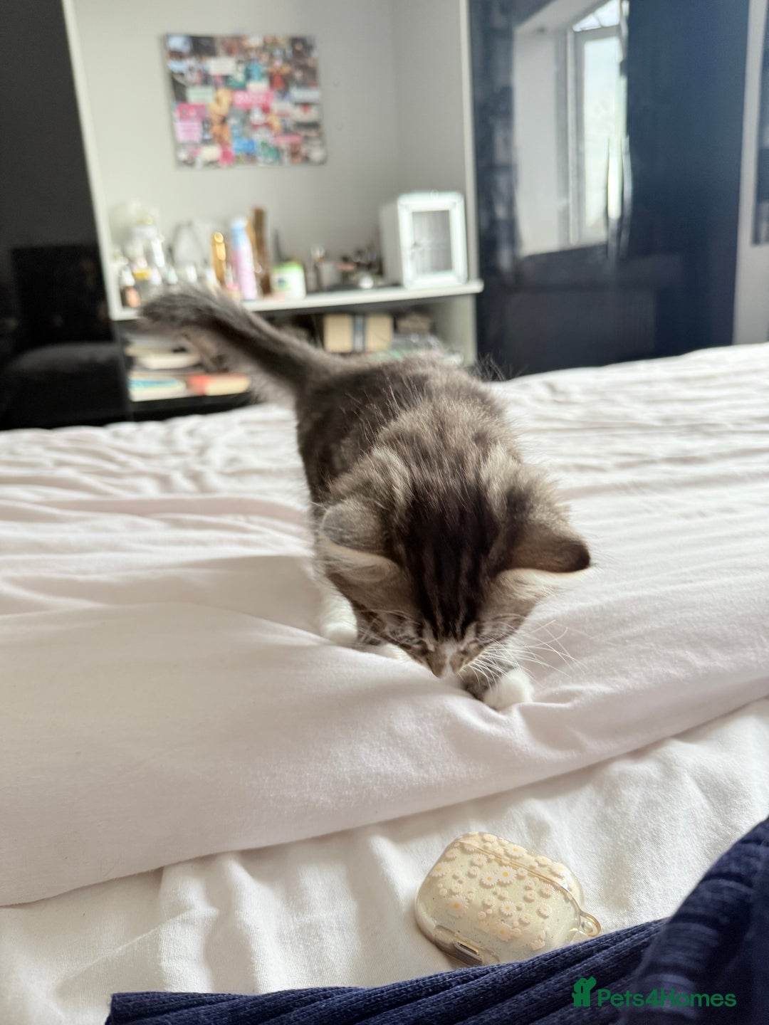Ragdoll cats for sale: Ragdoll and Russian blue mix  - Image 17