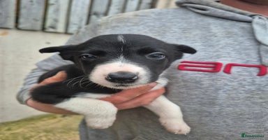 Border Collie dogs - Advert 7