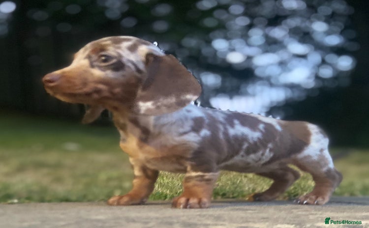 Miniature Dachshund dogs - Advert 8