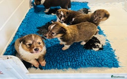 Shetland Sheepdog dogs for sale: Beautiful shaded sable puppies  - Image 9