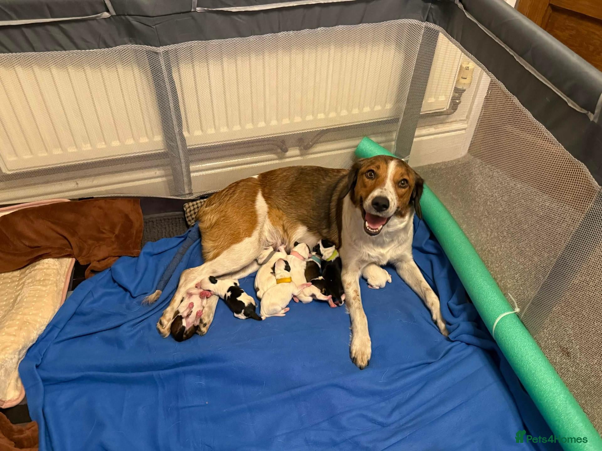 Mixed Breed dogs Border Collie X &  Jack Russell Pups - Advert 1