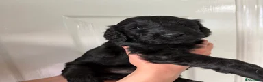 Labradoodle 5