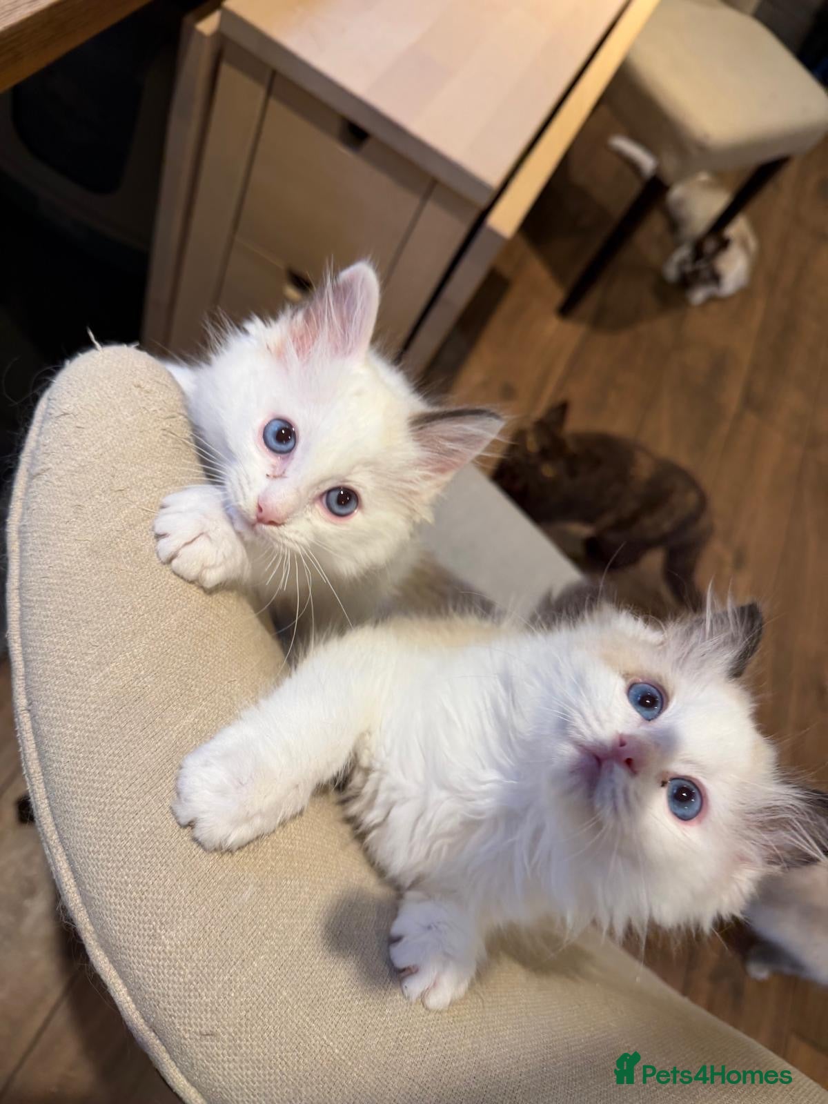 Ragdoll cats 2 Left🩵Beautiful Ragdolls Ready to Leave  - Advert 2
