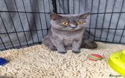 British Shorthair cats for sale: Lilac & Blue BSH Kittens Healthy GCCF Pedigree  - Image 12
