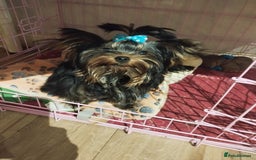 Yorkshire Terrier dogs for sale: 💝💝Two Side Champion Line Little Boy💝💝 - Image 4