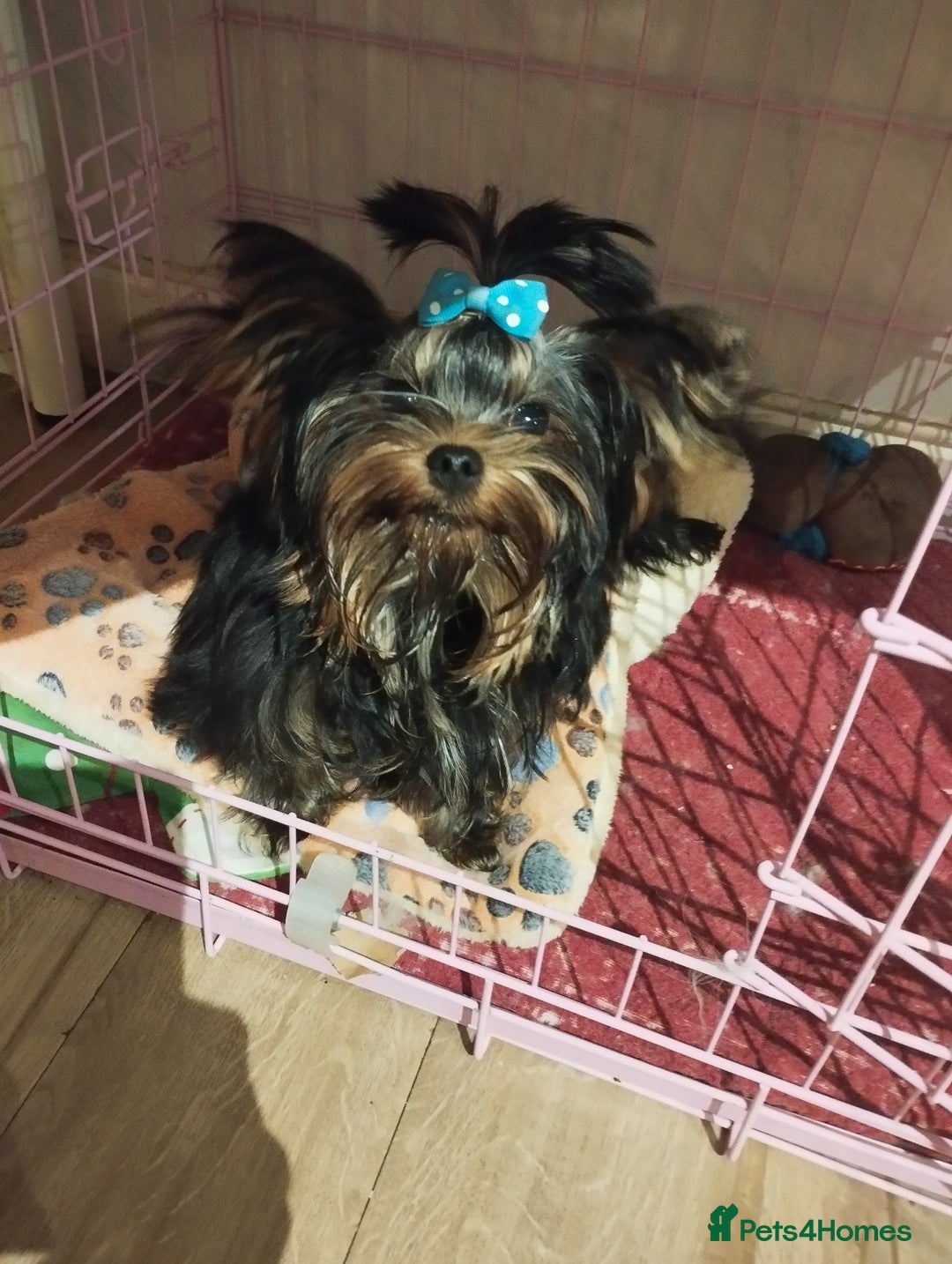 Yorkshire Terrier dogs for sale: 💝💝Two Side Champion Line Little Boy💝💝 - Image 4