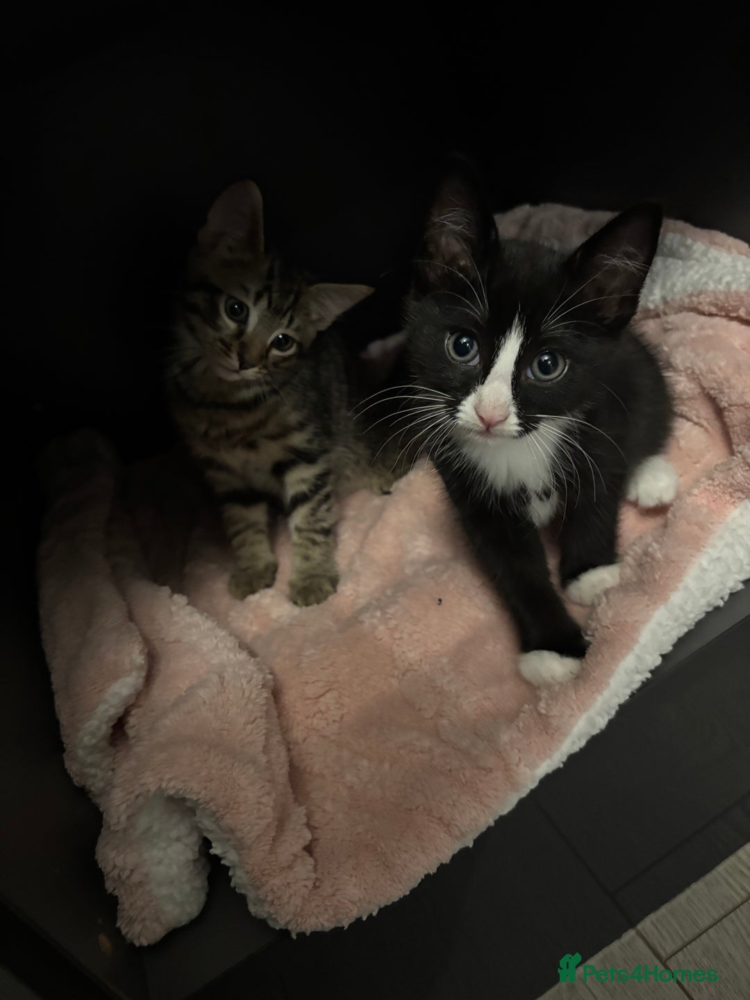 Domestic Shorthair cats for sale: Healthy 12-Week-Old Kittens — (Wormed, Ready Now!) - Image 14