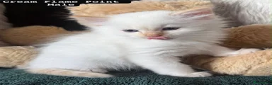 Ragdoll 3