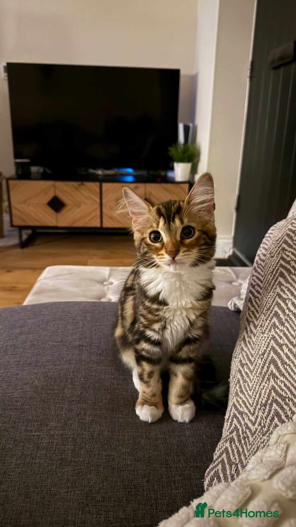 British Shorthair cats Friendly 13-week-old kitten - Advert 2