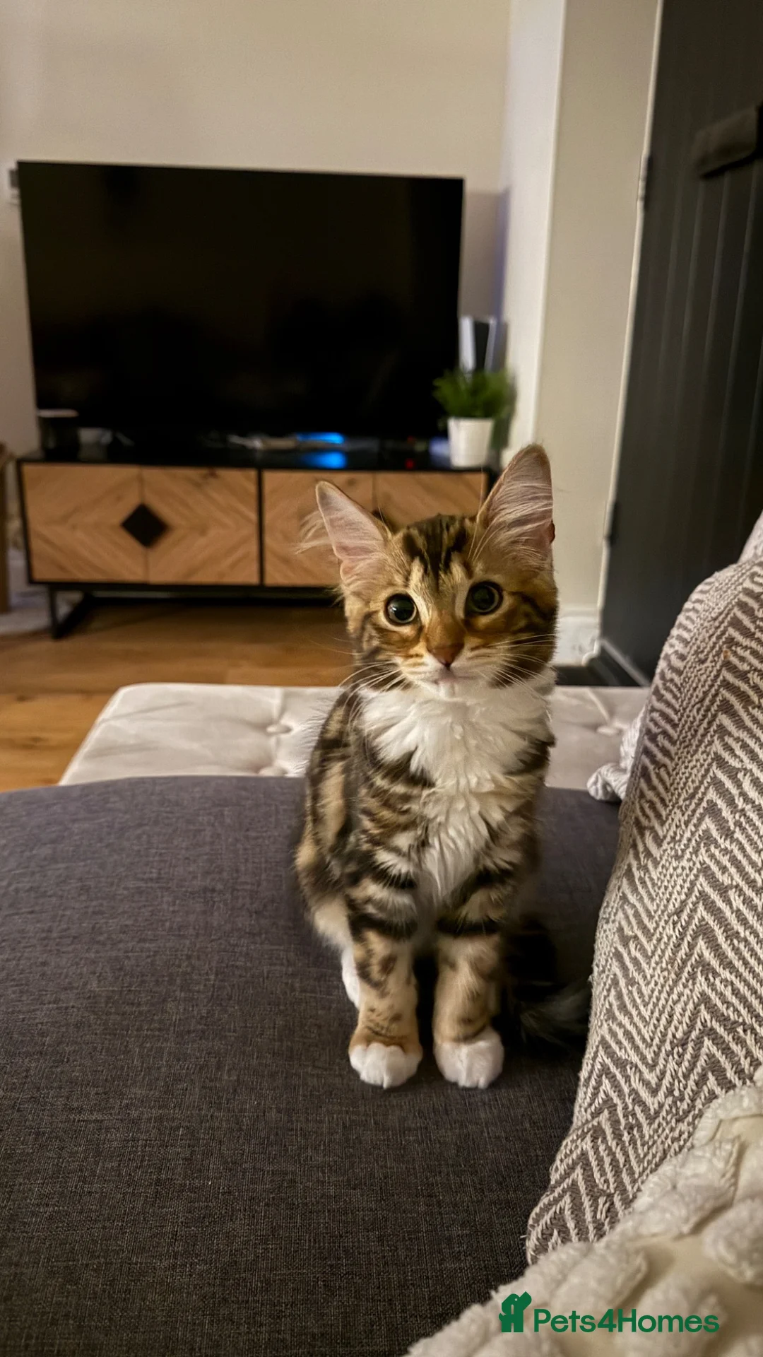 British Shorthair cats for sale: Friendly 13-week-old kitten in Braintree - Advert 1