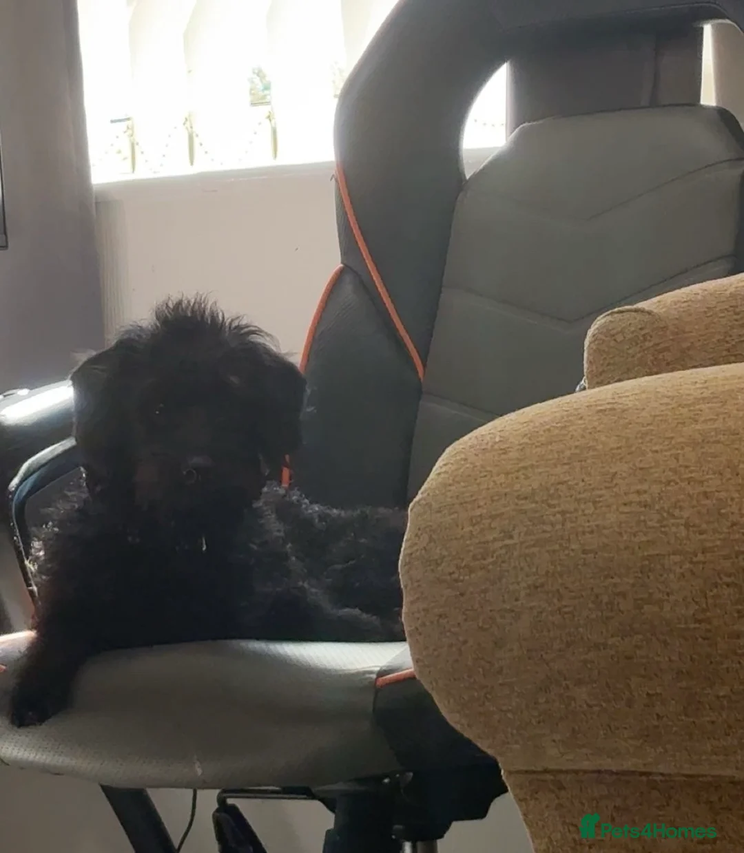 Mixed Breed dogs for sale: Merle Cocker cross jackapoo puppies - Advert 2