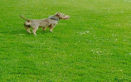 American Bully dogs for sale: American pocket bully  - Image 10