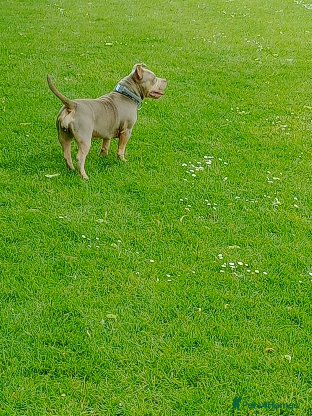 American Bully dogs for sale: American pocket bully  - Image 10