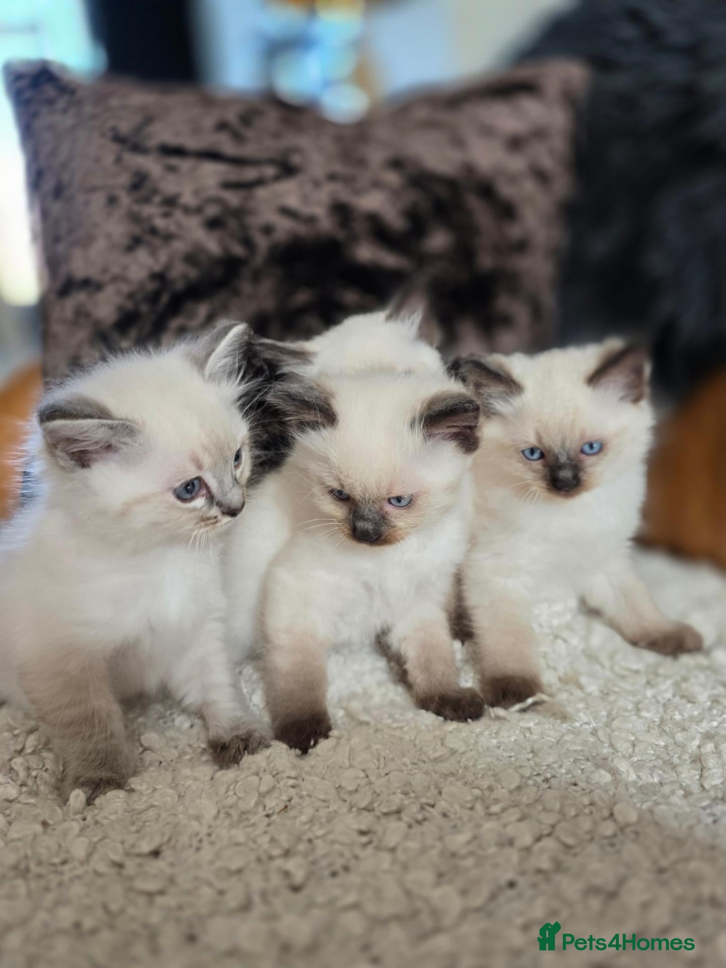 Ragdoll cats Beautiful Ragdoll Kittens - Advert 1