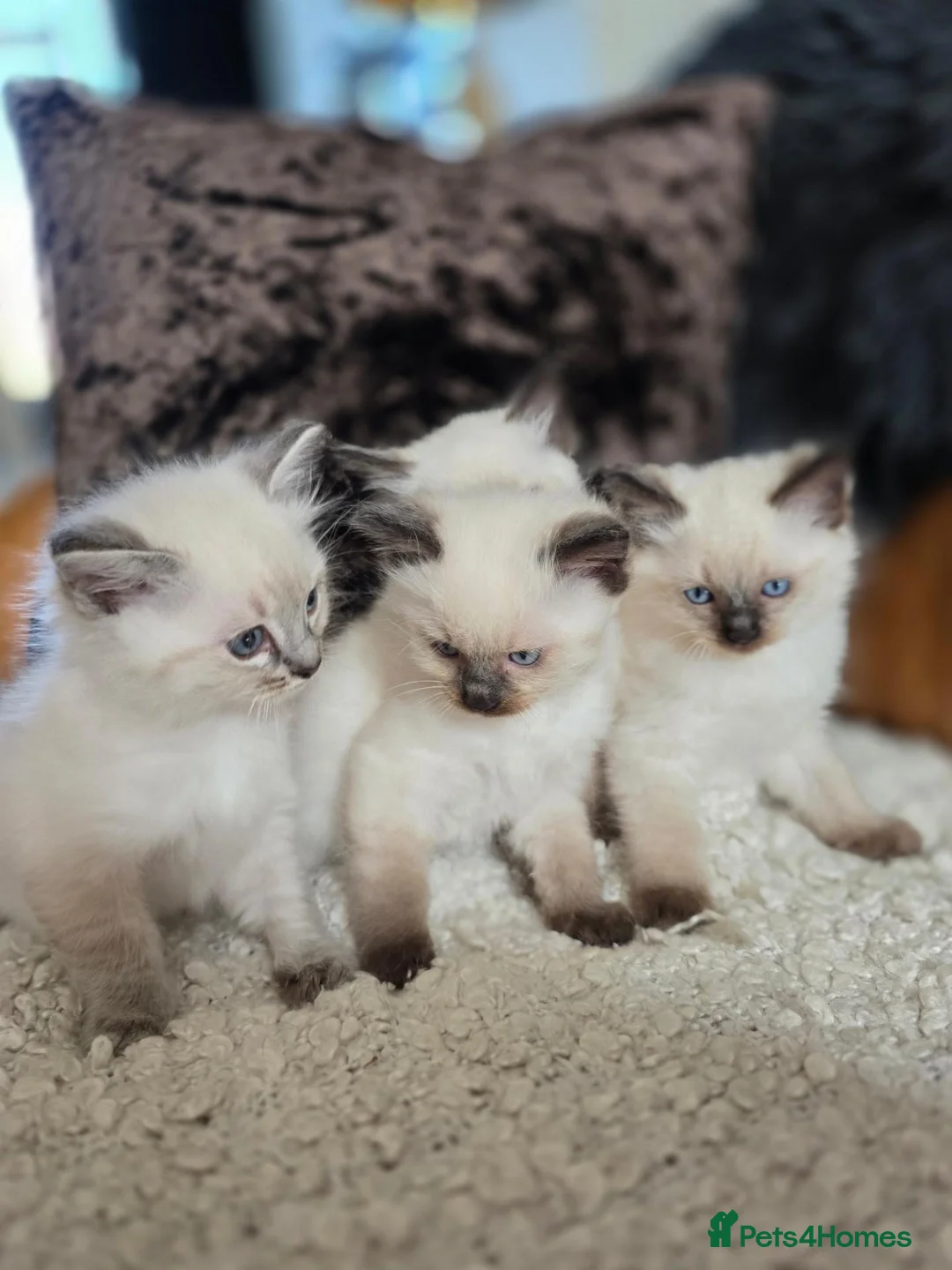 Ragdoll cats for sale: Beautiful Ragdoll Kittens - Advert 1